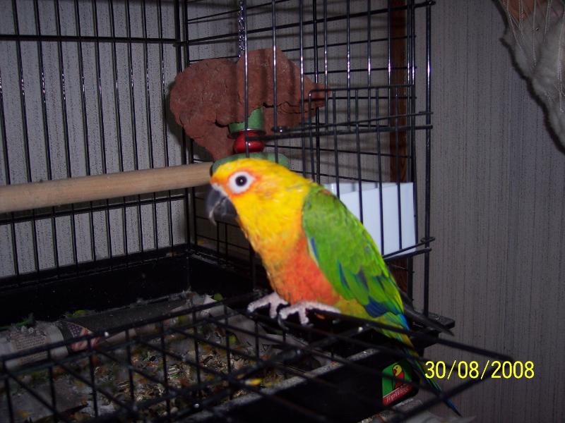 Sunny, Jenday conure