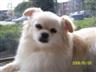 Posted by shoe01 on 7/27/2008, 37KB
This is Abbygail she is a Pom x spaniel 4 years old and beautiful