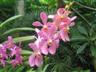 Posted by hendrineke on 10/4/2008, 51KB
The world famous Singapore orchids