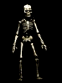 Skeleton2.gif (24091 bytes)