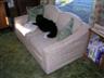 Posted by Bellelettres on 9/13/2008, 53KB
Mousette on the loveseat, reading