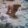 Posted by Colorado_honey2 on 9/15/2008, 14KB
this is my 2 1/2  year old toy poodle 
