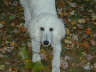 Posted by Pam on 11/22/2001, 56KB
Bella in the leaves