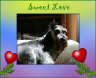 Posted by jackiendaisy on 12/10/2001, 47KB
This is Kona our very best friend who passed over  the Rainbow Bridge in October 2000 at the age of 15.
Kona was our fai