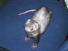 Posted by WonderFerret on 6/24/2004, 41KB
Here's Ilde, a few weeks after her adrenalgland-surgery. For obvious reasons we call her Ratzilla... :D
