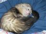 Posted by WonderFerret on 6/24/2004, 38KB
There is a very good reason why most of my photos of Speedy is when he is sleeping or relaxing... He lives up to his name