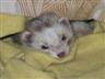 Posted by WonderFerret on 7/4/2004, 35KB
Found Speedy snoozing in a blanket under the curtain. Adorable.