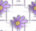 purp daisy 2 tile