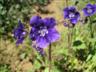 Posted by AftOnAGale on 3/25/2008, 42KB
Parry's Phacelia  (beautiful flower!)
