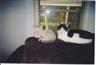 Posted by BlueMars24 on 11/5/2003, 35KB
My kitties