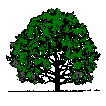 Oak Tree Gif