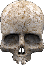 transparentskull.gif picture by LadyRaven999