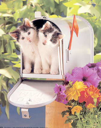 Cats in Mailbox Art Print