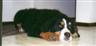 Posted by makin_hey on 7/19/2002, 35KB
this is our bernese mountain dog. the baby of the family