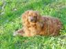 Posted by ObliviousTanya2 on 1/18/2005, 74KB
Our dog that we have had for 11 years, Rusty
