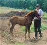 Posted by lil_lab_lover on 1/19/2005, 40KB
Dreamer 3 month old qh/paint colt, born on Mother's day (May 11, 04)