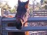 Posted by Pws_Margarita on 2/28/2005, 10KB
she is a qh/paint breading stock 3 year mare.