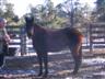 Posted by Pws_Margarita on 2/28/2005, 64KB
she is a qh/paint mare she is very good well matterd she will be 3 in april.