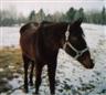 Posted by lil_lab_lover on 3/13/2005, 195KB
this is my new guy B.J. He is a 26 year old reg.QH, 16hh