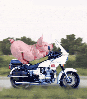 pigbikedms-blank.gif picture by Roversladtags