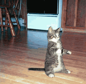 sprungcatcute.gif picture by 3peas