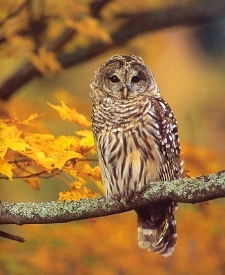 BarredOwl