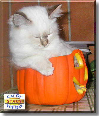 Stacy, the Cat of the Day