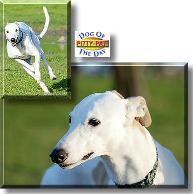 Pitty-Pat, the Dog of the Day