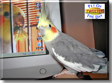 Tweeter, the Pet of the Day