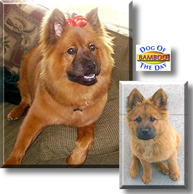 Bamboo, the Dog of the Day