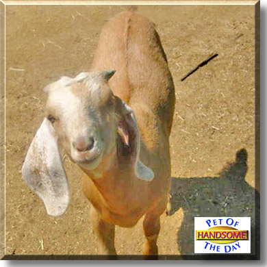 Handsome, the Pet of the Day