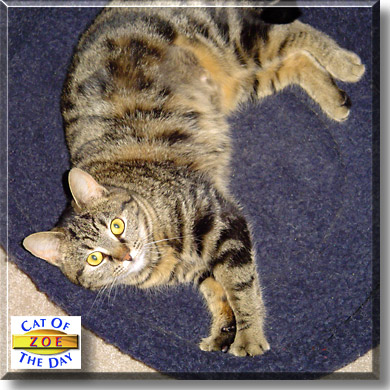 Zoe, the Cat of the Day