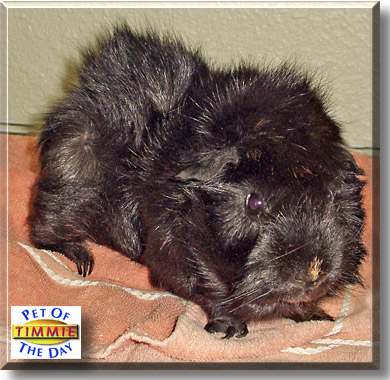 Timmie Bartleby, the Pet of the Day