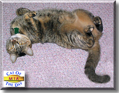 Mia, the Cat of the Day