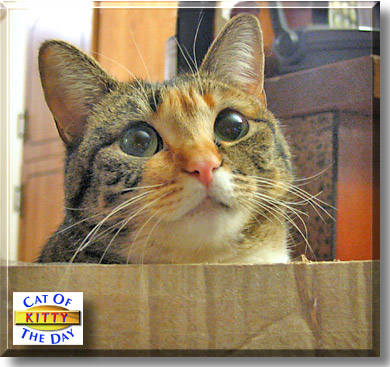Kitty, the Cat of the Day