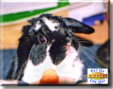 Kipper, the Pet of the Day