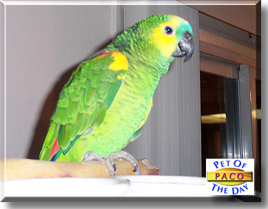 Paco, the Pet of the Day