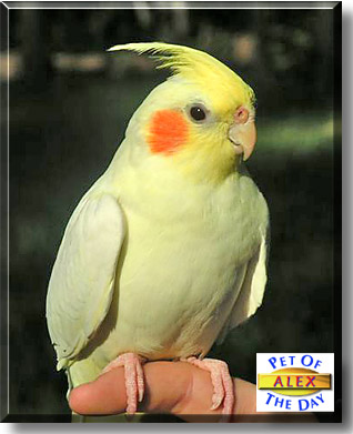 Alex, the Pet of the Day