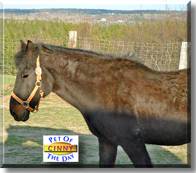 Cinny, the Pet of the Day