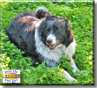 Rosie, the Dog of the Day