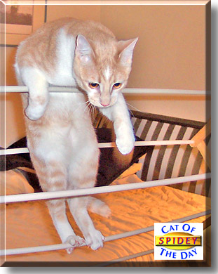 Spidey, the Cat of the Day