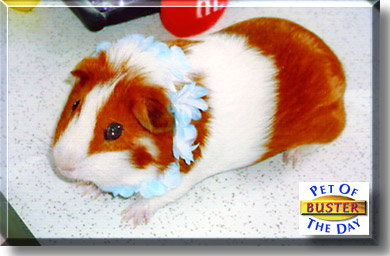 Buster, the Pet of the Day