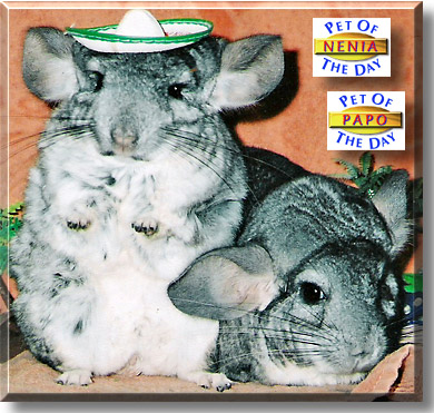 Nenia, Papo, the Pet of the Day