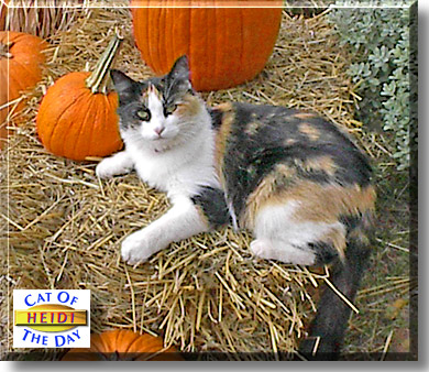Heidi, the Cat of the Day