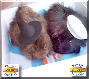 Mr. Bo Jangles, Elvis, the Pet of the Day