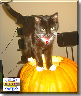 Boots, the Cat of the Day