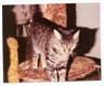 Posted by Gloriabigred1 on 5/31/2003, 45KB
this is an old picture of buffy, I had her when I also had angel. she too also passed over at 17. one year before angel