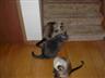 Posted by Maggs on 8/5/2004, 33KB
Ming, back, Kitty, middle, and Kleo foreground.
