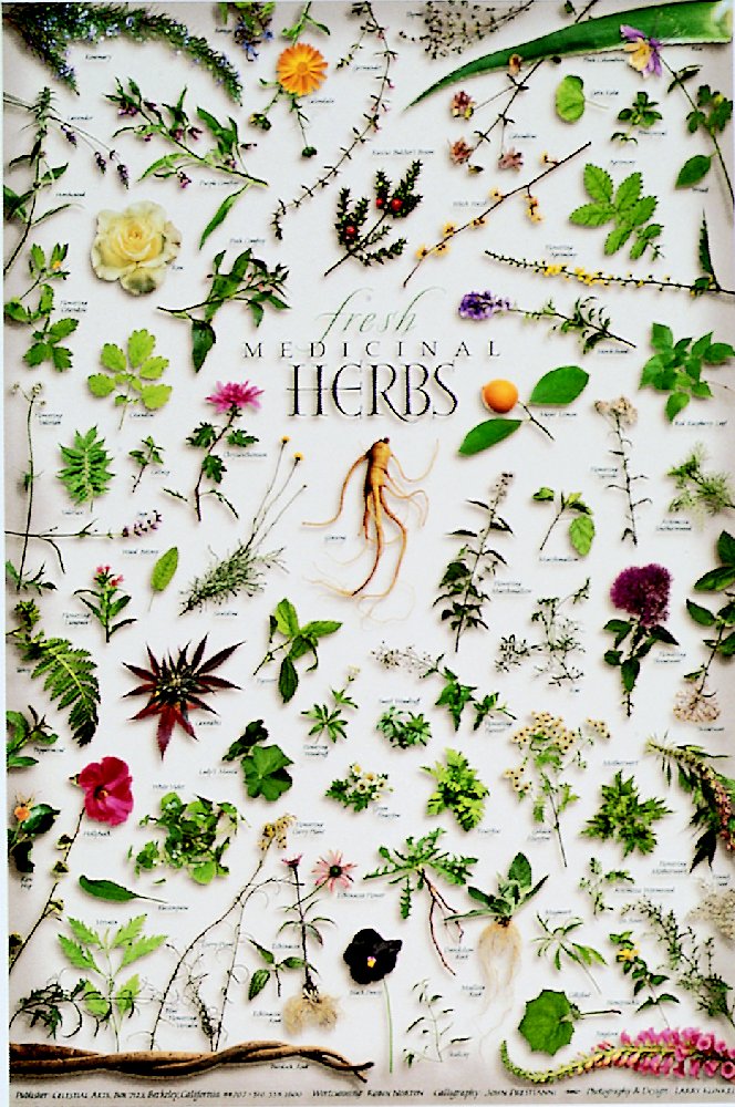 Fresh Medicinal Herbs Poster