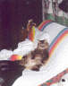 Posted by ckartist on 3/16/2002, 39KB
the younger of my two cats in a typical pose
